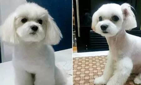 三个月的泰迪应该怎么喂养