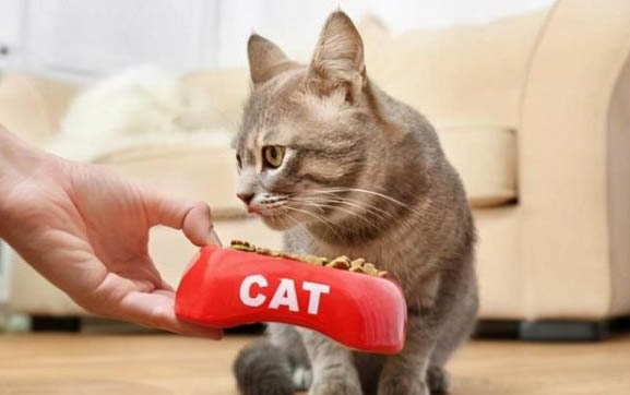 两个月的小猫蓝膜退了吗