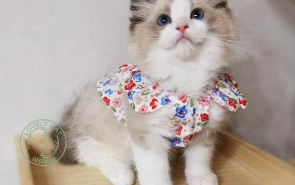 小猫可以吃鸡胸肉吗吗