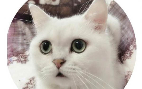 小猫能喝纯牛奶么
