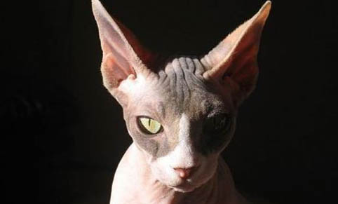 猫咪吐血能自愈吗?