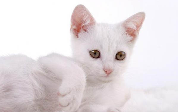 被家养的猫抓伤出血一定会得病吗