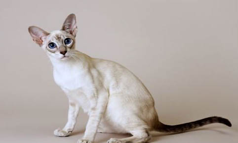 猫咪的奶头变大是不是怀孕了