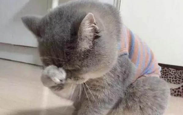 猫怀孕能不能吃猪肉