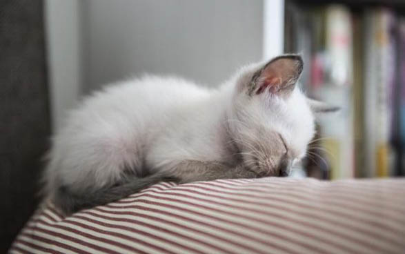 小猫猫多大可以洗澡