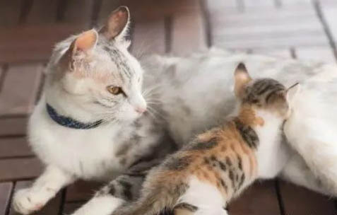 母猫断奶后有硬块正常吗