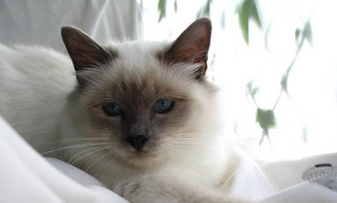 猫咪得艾滋病的早期症状