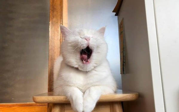 两个月的小猫不排便