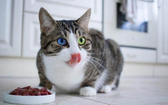 猫咪吃的少但精神很好怎么办
