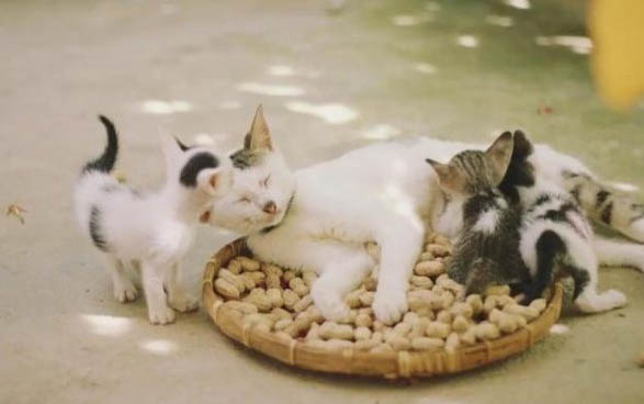 治疗猫咪口腔溃疡最有效的药是什么?