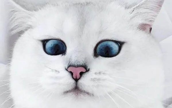 猫咪把人当妈妈的表现