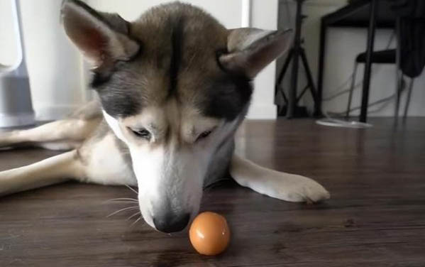 狗狗能吃火龙果