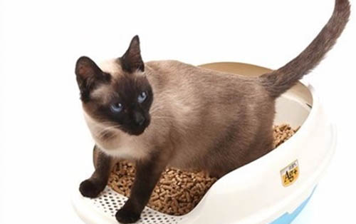 刚断奶的小猫吃什么,喂食猫咪平时需要注意什么