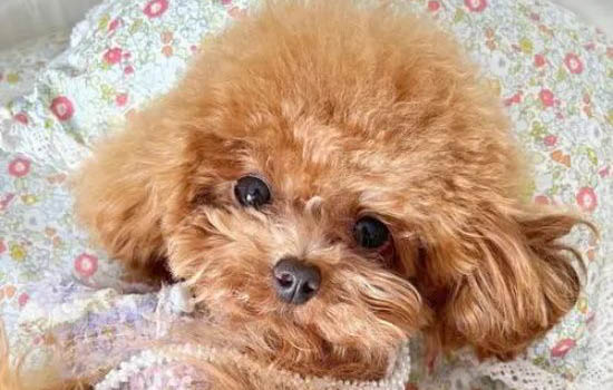 小泰迪狗可以吃芒果吗