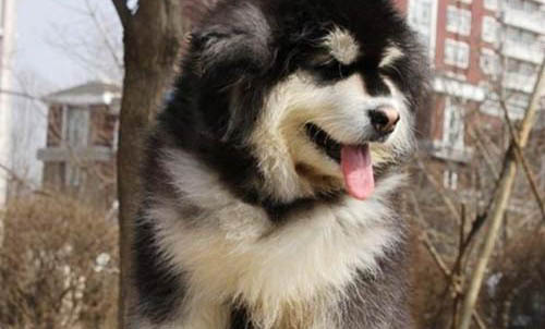 适合家养的大型犬有哪些？