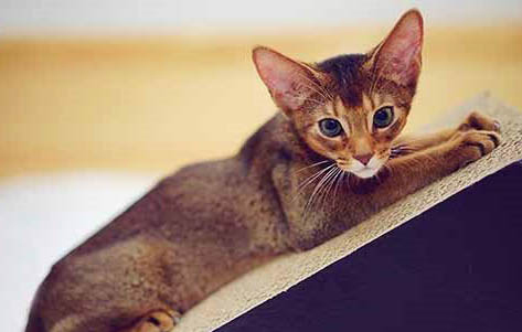 猫咪能吃哪些蔬菜