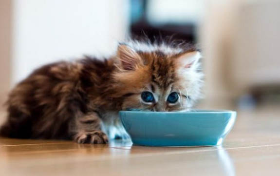 猫咪几个月打疫苗?