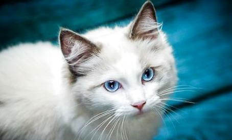波米拉猫不埋屎了，是什么原因？
