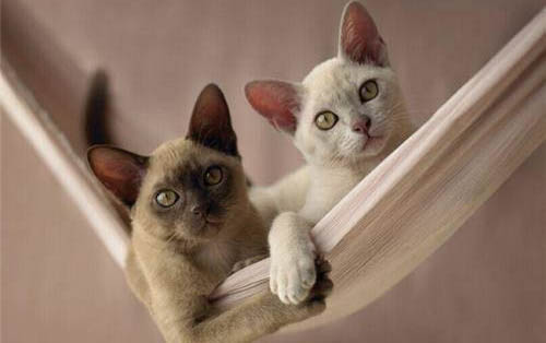 猫咪突然没精神总睡觉有哪些原因