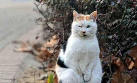 宠物猫呕吐有哪些原因?