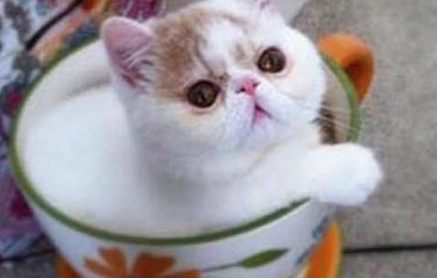 2个月小猫刚到新家的注意事项