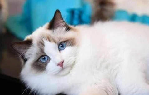 怎么辨别母猫假孕