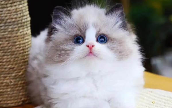 猫咪吃了巧克力糖该怎么办呢