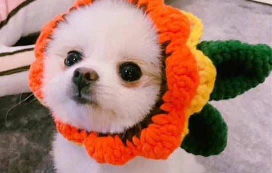 库瓦斯犬多大产仔