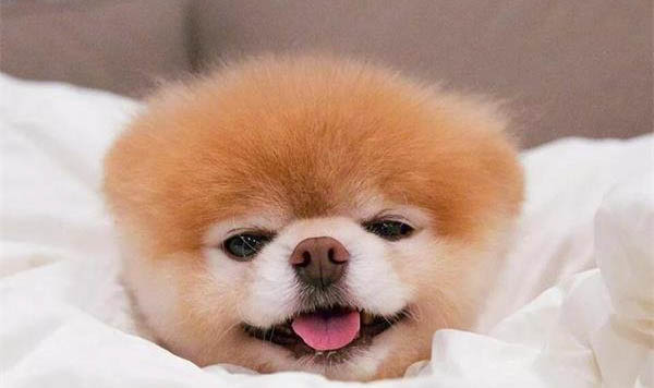 为什么狗狗不会长痱子