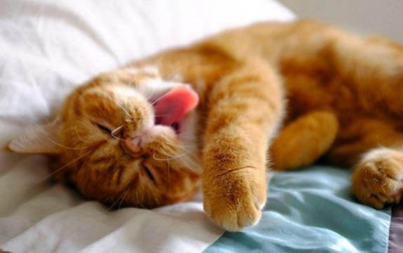 怎么才能训练猫咪自己上厕所