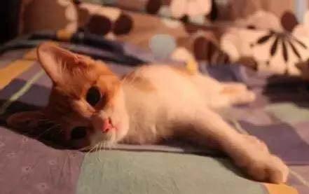 小猫咪喜欢什么玩具