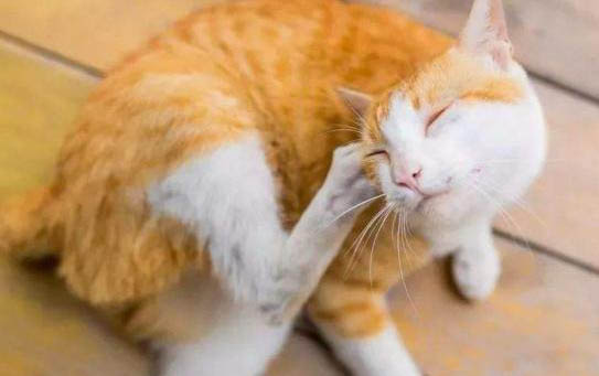 猫咪体内体外驱虫多长时间做一次