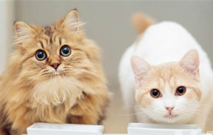 猫咪生气可以喝水缓解吗为什么