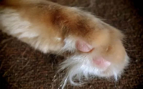 请问猫咪呕吐的原因及处理方法
