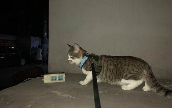 你知道猫咪为什么会变色呢