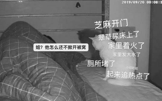 小猫拉灰色水泥便便