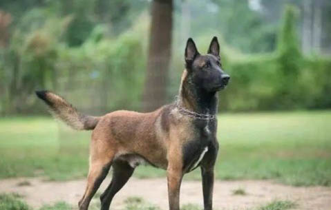马犬立耳方法是什么