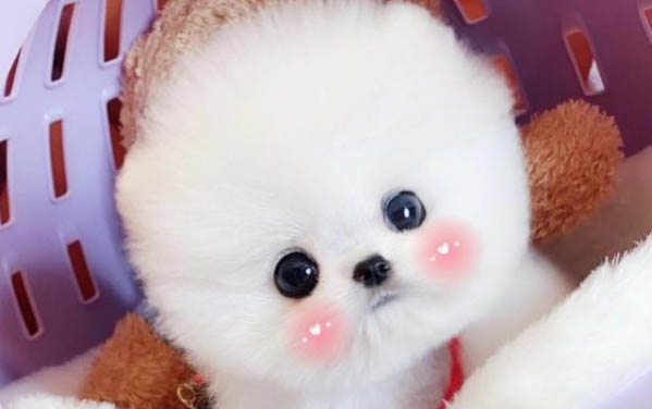 幼犬多久体内驱虫一次