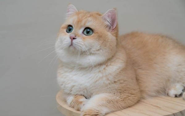 小猫生下来多久吃奶
