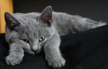 猫咪洗完澡多久可以打疫苗