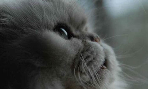 猫皮藓原因
