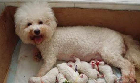 教你如何挑选比熊犬狗粮呢