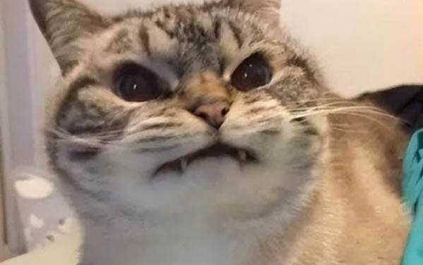 小猫可以吃草莓吗