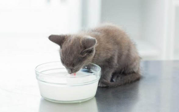 猫咪可以吃思密达吗