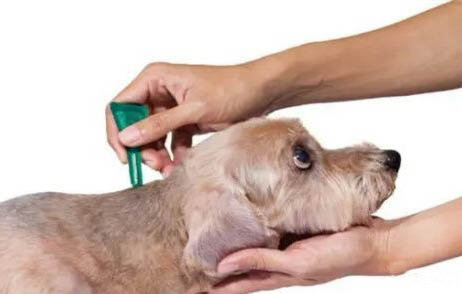 窝不咳犬用药在哪里买