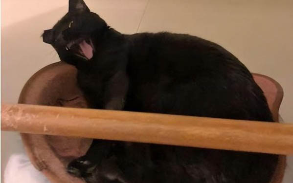 猫增肥发腮吃什么
