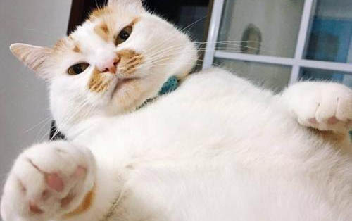 小猫脖子上有小疙瘩是淋巴结吗?