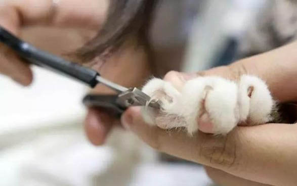 小猫咪能吃骨头吗