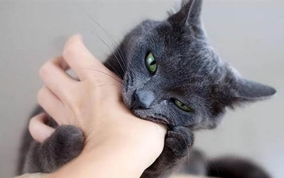 猫咪需要打什么疫苗