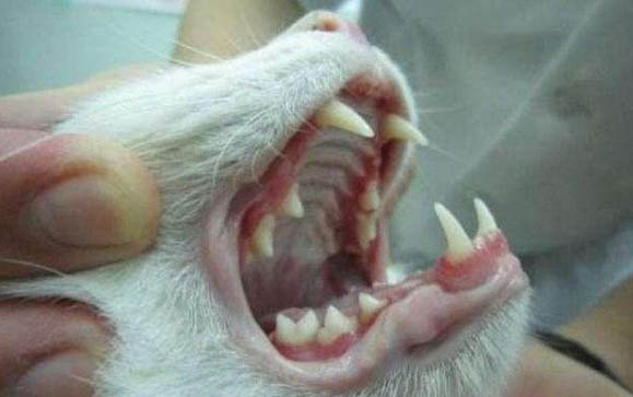 猫咪耳朵多久洗一次